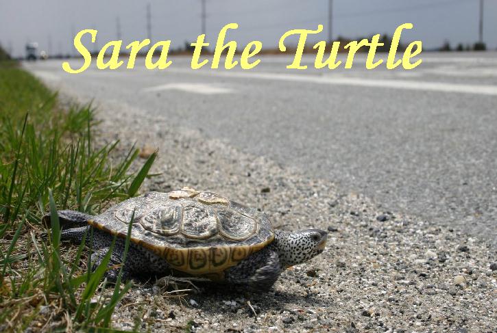 sara the turtle, sea isle city real estate, sea isle city realtors, sea isle city condos for sale, sea isle city beach information, sea isle city for sale, sea isle city homes for sale, sea isle city nj, sea isle city foreclosures, island realty group